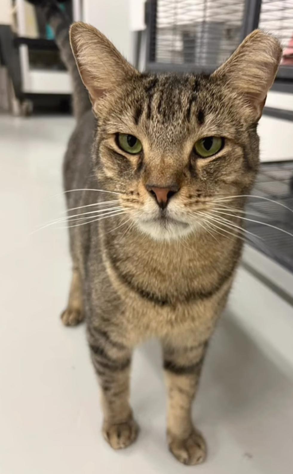 Bentley, a Adoptable mixed breed in West Palm Beach, FL image 2/6