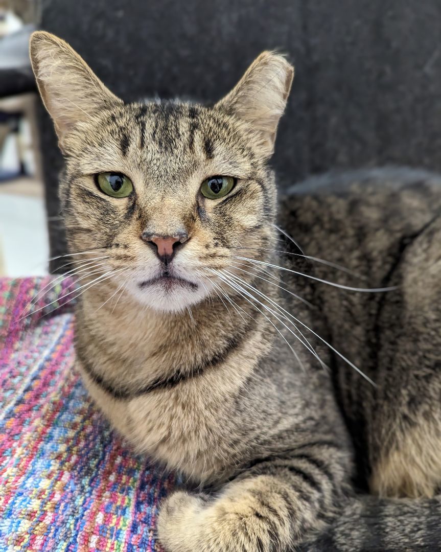 Bentley, a Adoptable mixed breed in West Palm Beach, FL image 6/6