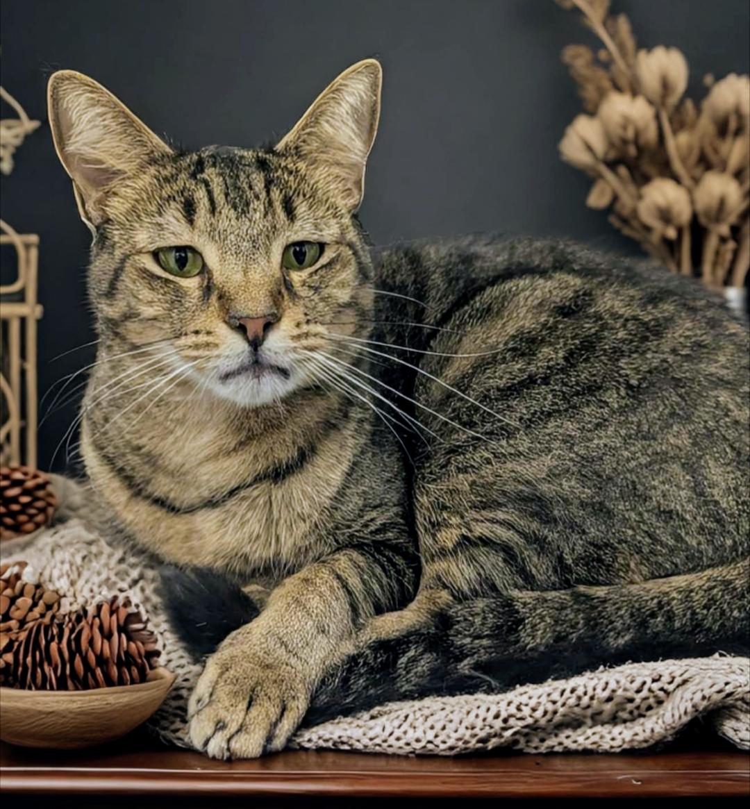 Bentley, a Adoptable mixed breed in West Palm Beach, FL image 4/6