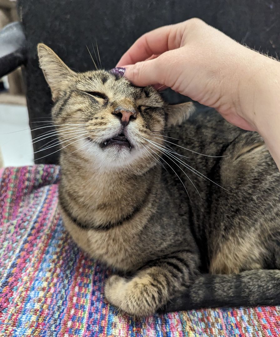 Bentley, a Adoptable mixed breed in West Palm Beach, FL image 5/6