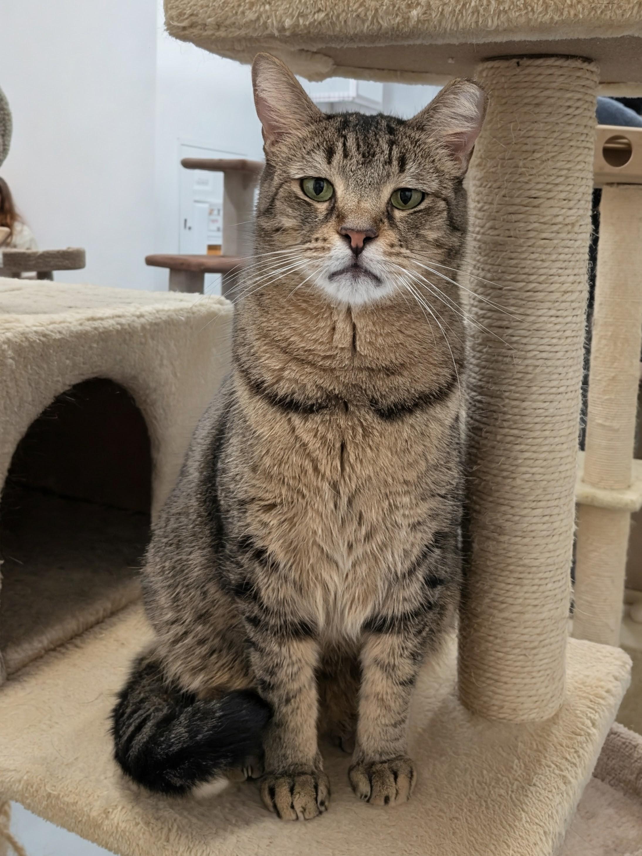Bentley, Adoptable, Adult Male Domestic Short Hair & Tabby.