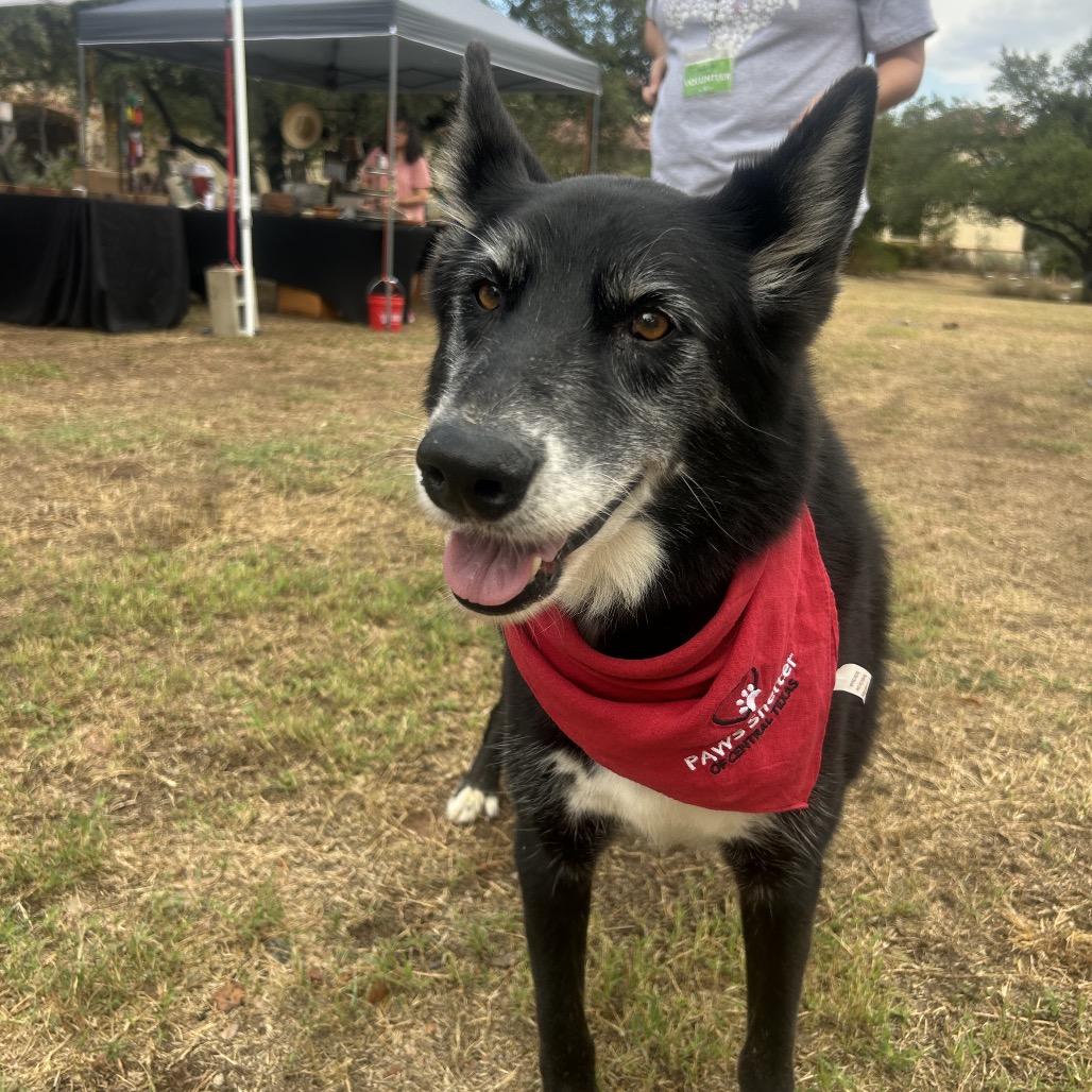 Enlarge SCOUT, a Adoptable mixed breed in Kyle, TX image 2/5