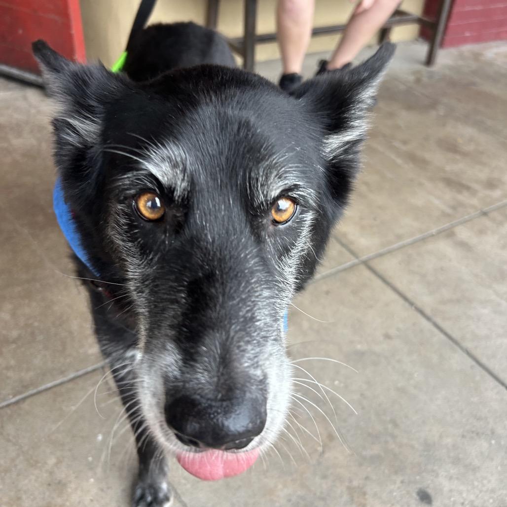 Enlarge SCOUT, a Adoptable mixed breed in Kyle, TX image 3/5