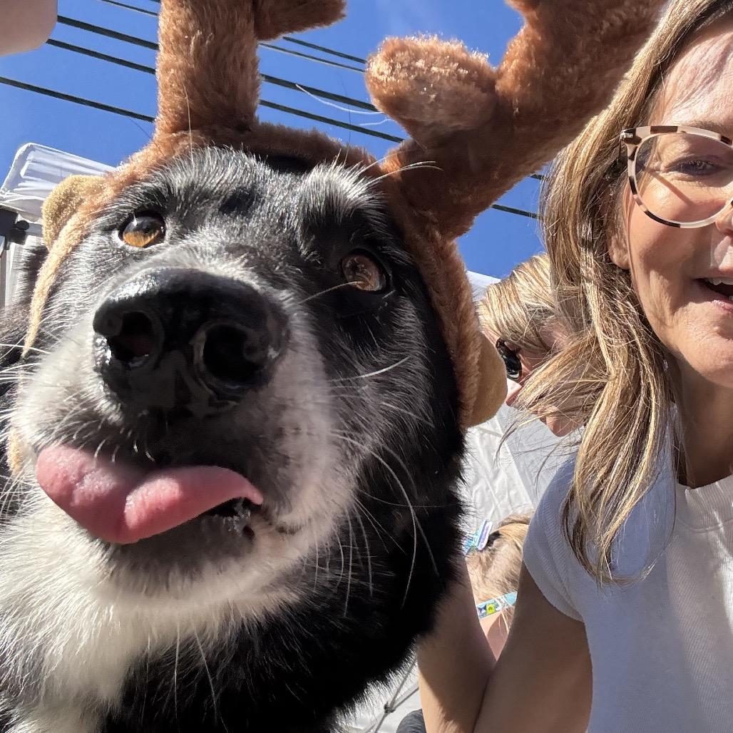 Enlarge SCOUT, a Adoptable mixed breed in Kyle, TX image 4/5