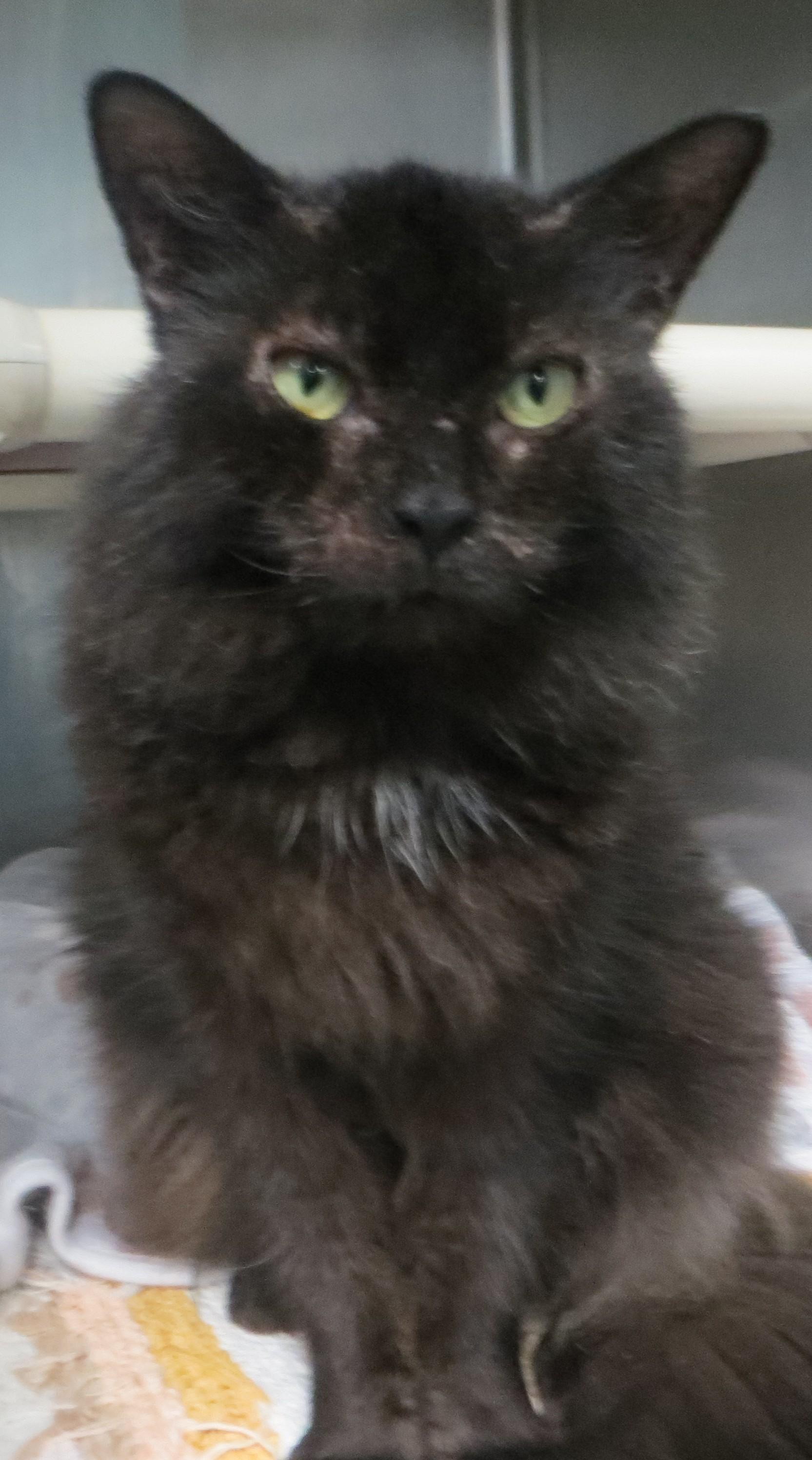 Enlarge WYLIE, a Adoptable Domestic Long Hair in Taunton, MA image 3/4