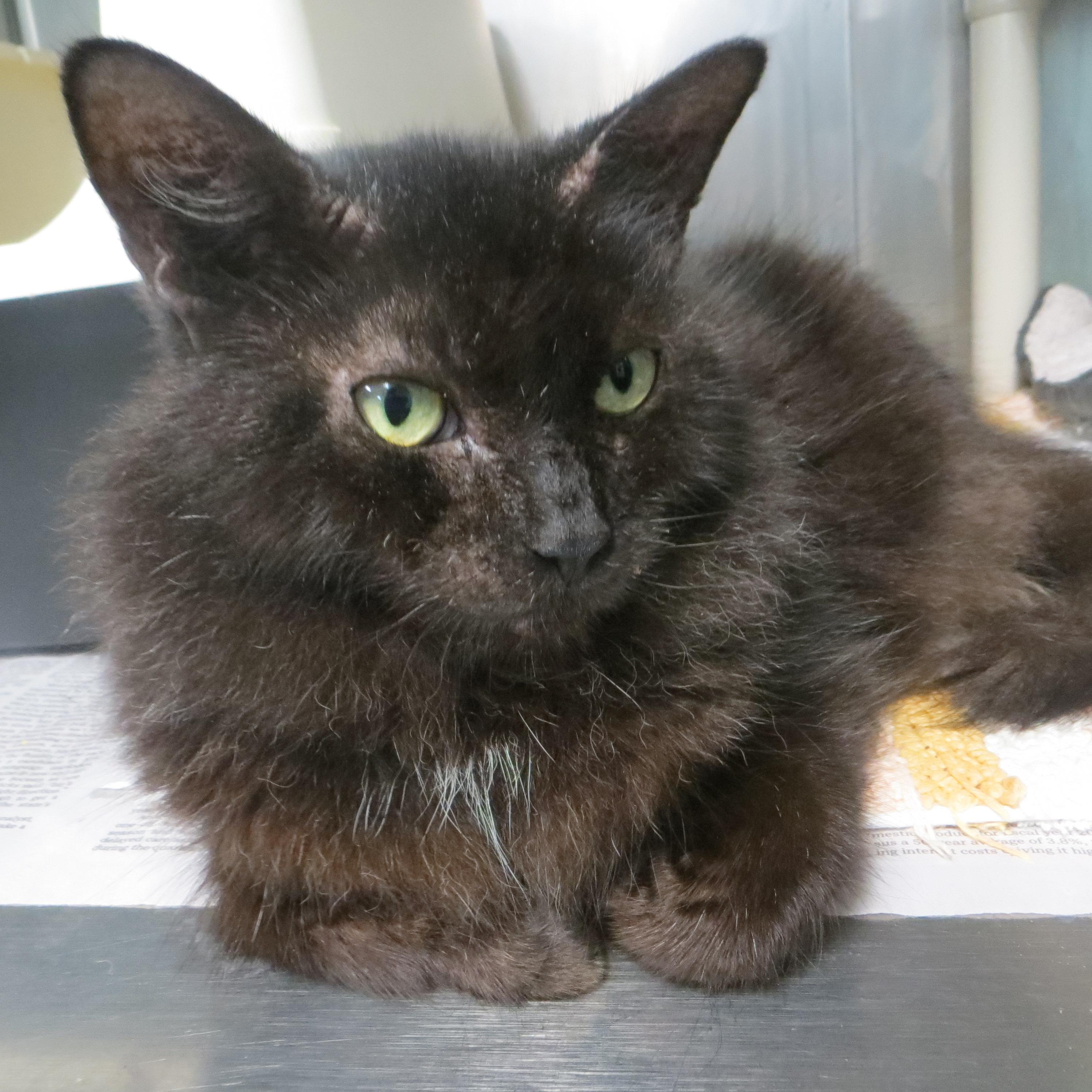WYLIE, Adoptable, Adult Female Domestic Long Hair.