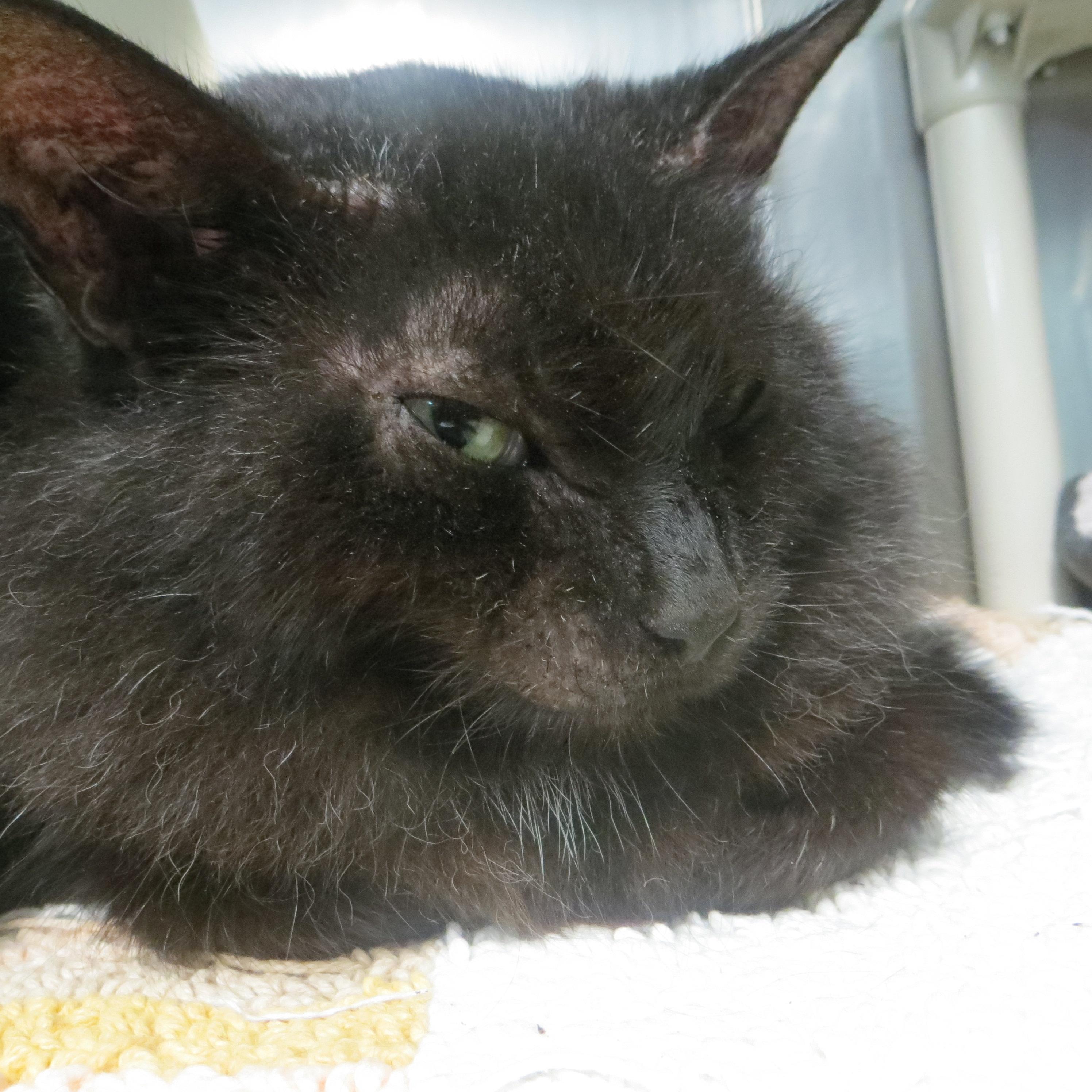 Enlarge WYLIE, a Adoptable Domestic Long Hair in Taunton, MA image 4/4