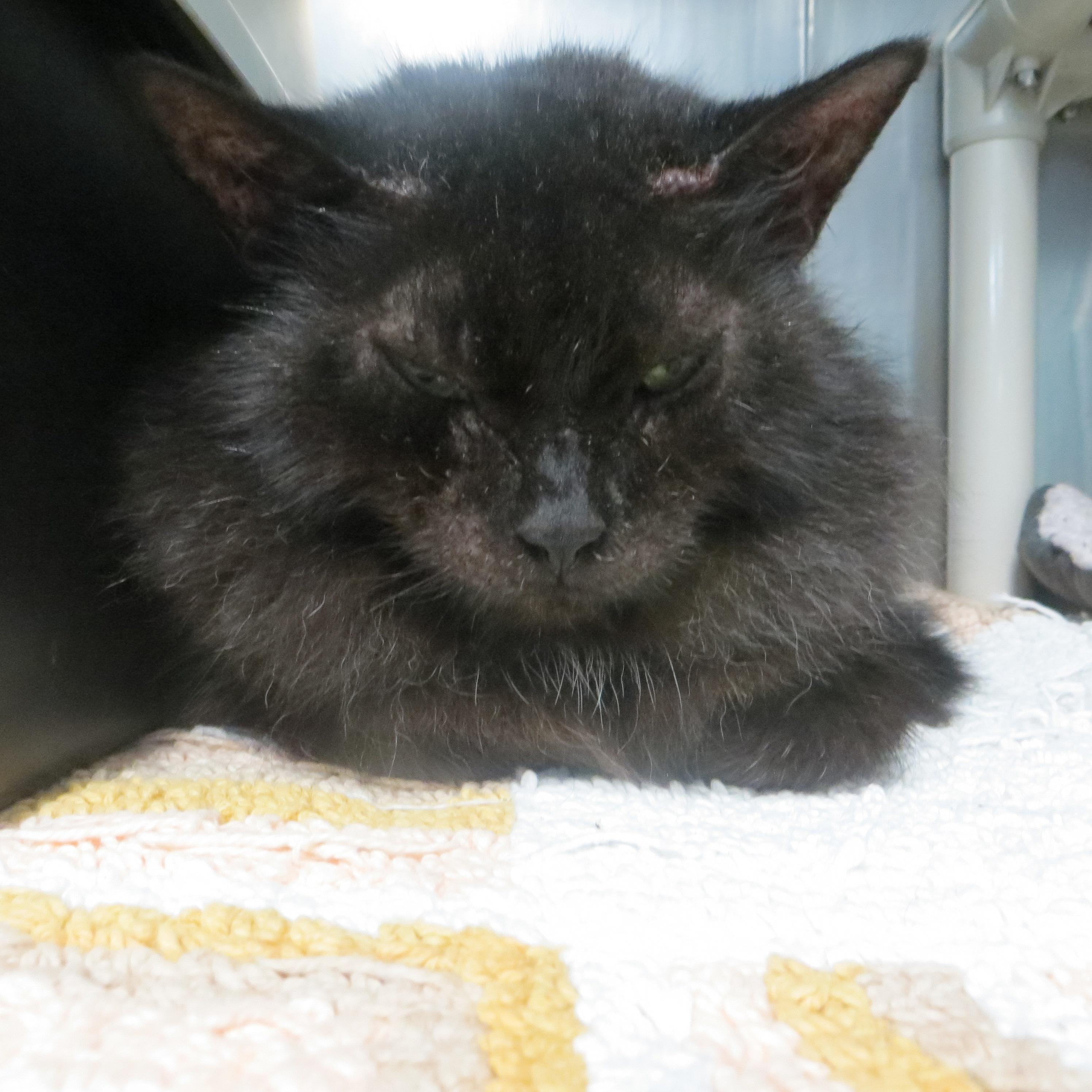 Enlarge WYLIE, a Adoptable Domestic Long Hair in Taunton, MA image 2/4