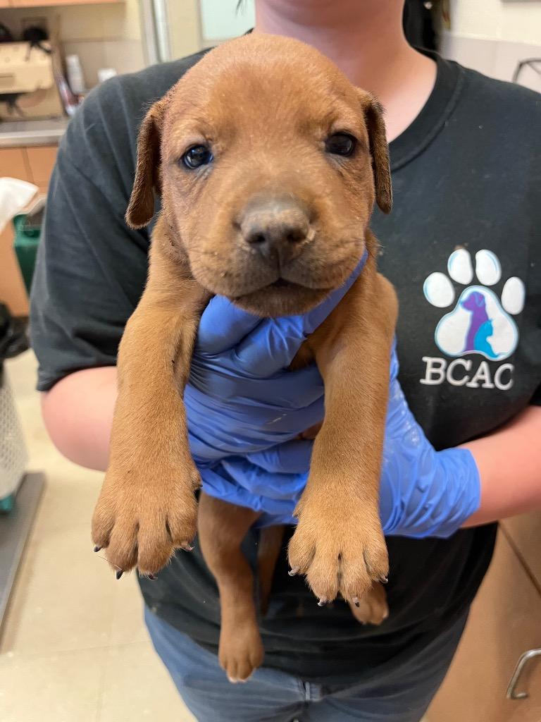 Enlarge Scrappy (Micah), a Adoptable mixed breed in Bossier City, LA image 2/6