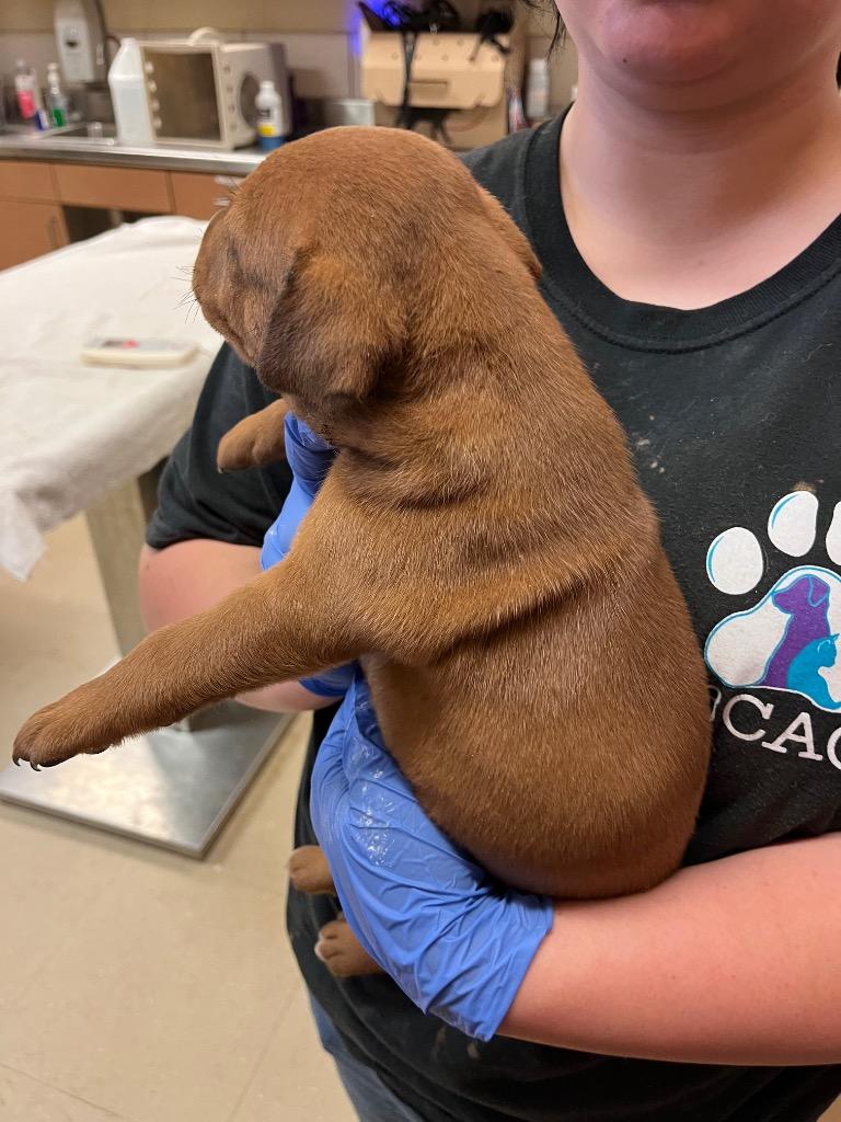 Enlarge Scrappy (Micah), a Adoptable mixed breed in Bossier City, LA image 3/6