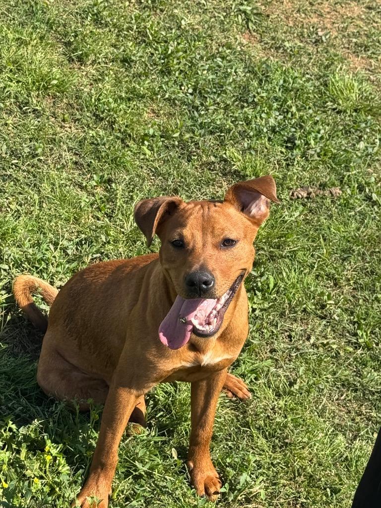 Enlarge Scrappy (Micah), a Adoptable mixed breed in Bossier City, LA image 3/6