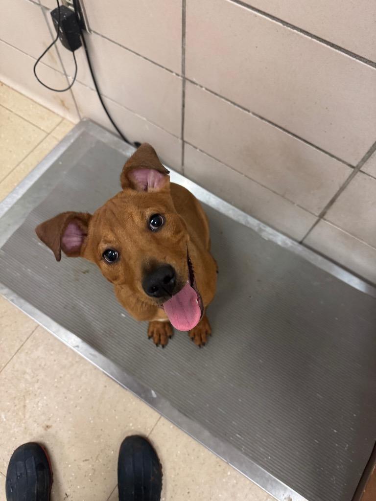 Enlarge Scrappy (Micah), a Adoptable mixed breed in Bossier City, LA image 4/6