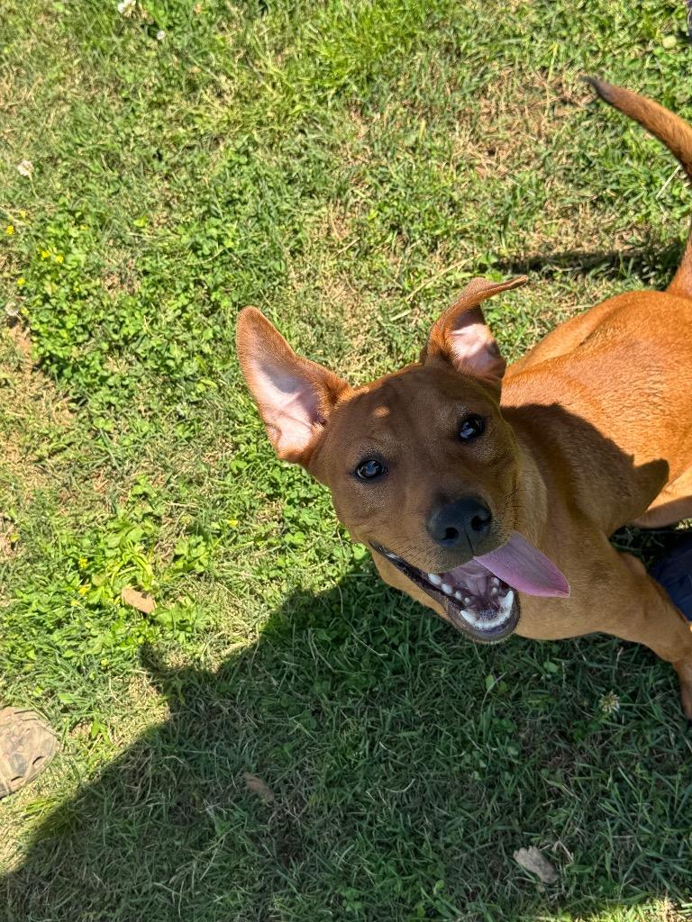 Enlarge Scrappy (Micah), a Adoptable mixed breed in Bossier City, LA image 5/6