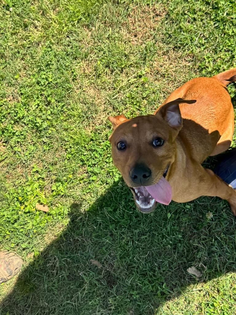 Enlarge Scrappy (Micah), a Adoptable mixed breed in Bossier City, LA image 6/6