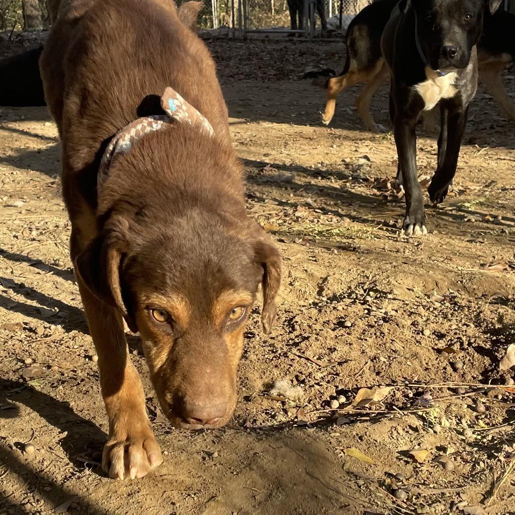 Enlarge Ranger, a Adoptable Hound in Parrish, AL image 1/6