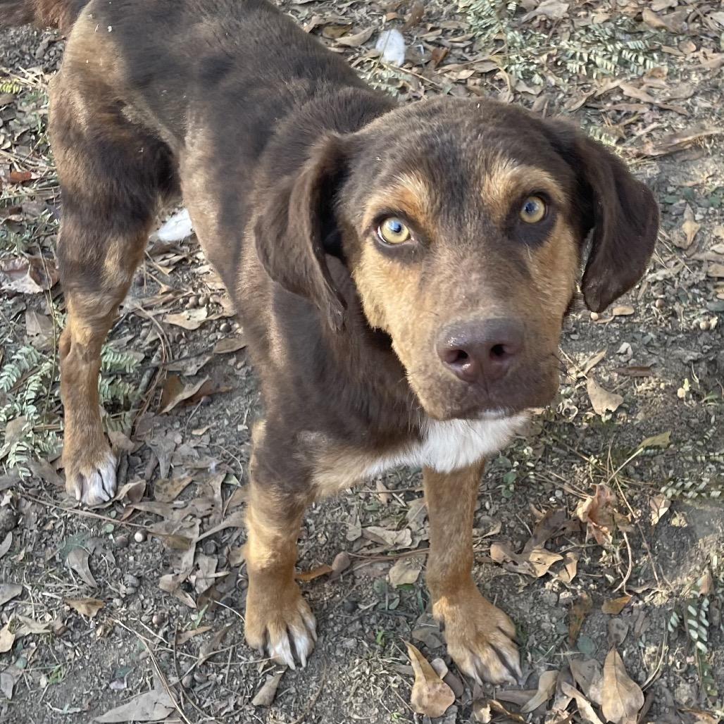 Enlarge Ranger, a Adoptable Hound in Parrish, AL image 2/6