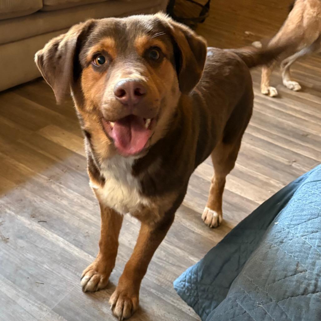 Enlarge Ranger, a Adoptable Hound in Parrish, AL image 4/6