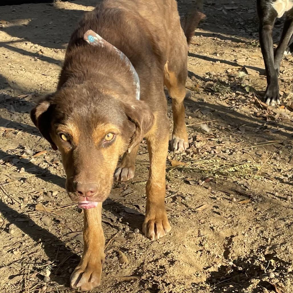 Enlarge Ranger, a Adoptable Hound in Parrish, AL image 6/6