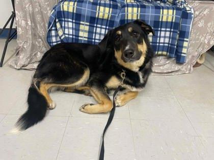 Hatch, Adoptable, Young Male Anatolian Shepherd & Border Collie.