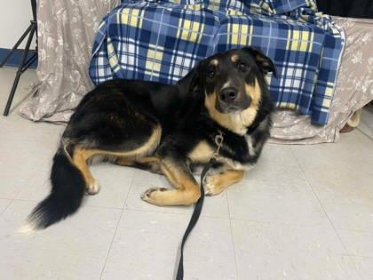 Enlarge Hatch, a Adoptable mixed breed in McCook, NE image 2/3