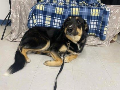 Enlarge Hatch, a Adoptable mixed breed in McCook, NE image 3/3