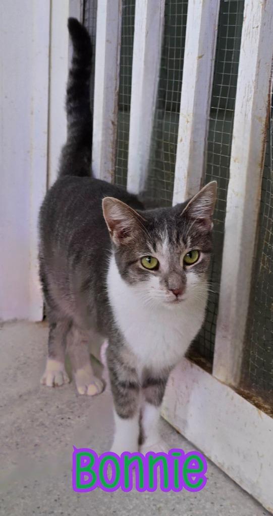 Bonnie, Adoptable, Adult Female Domestic Short Hair.