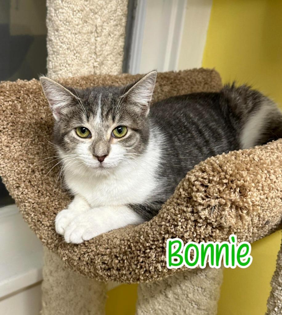 Enlarge Bonnie, a Adoptable mixed breed in Port Clinton, OH image 2/6