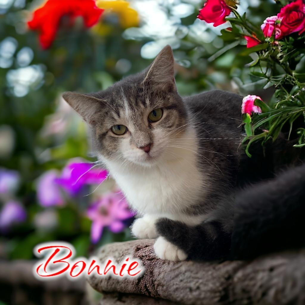 Enlarge Bonnie, a Adoptable mixed breed in Port Clinton, OH image 3/6