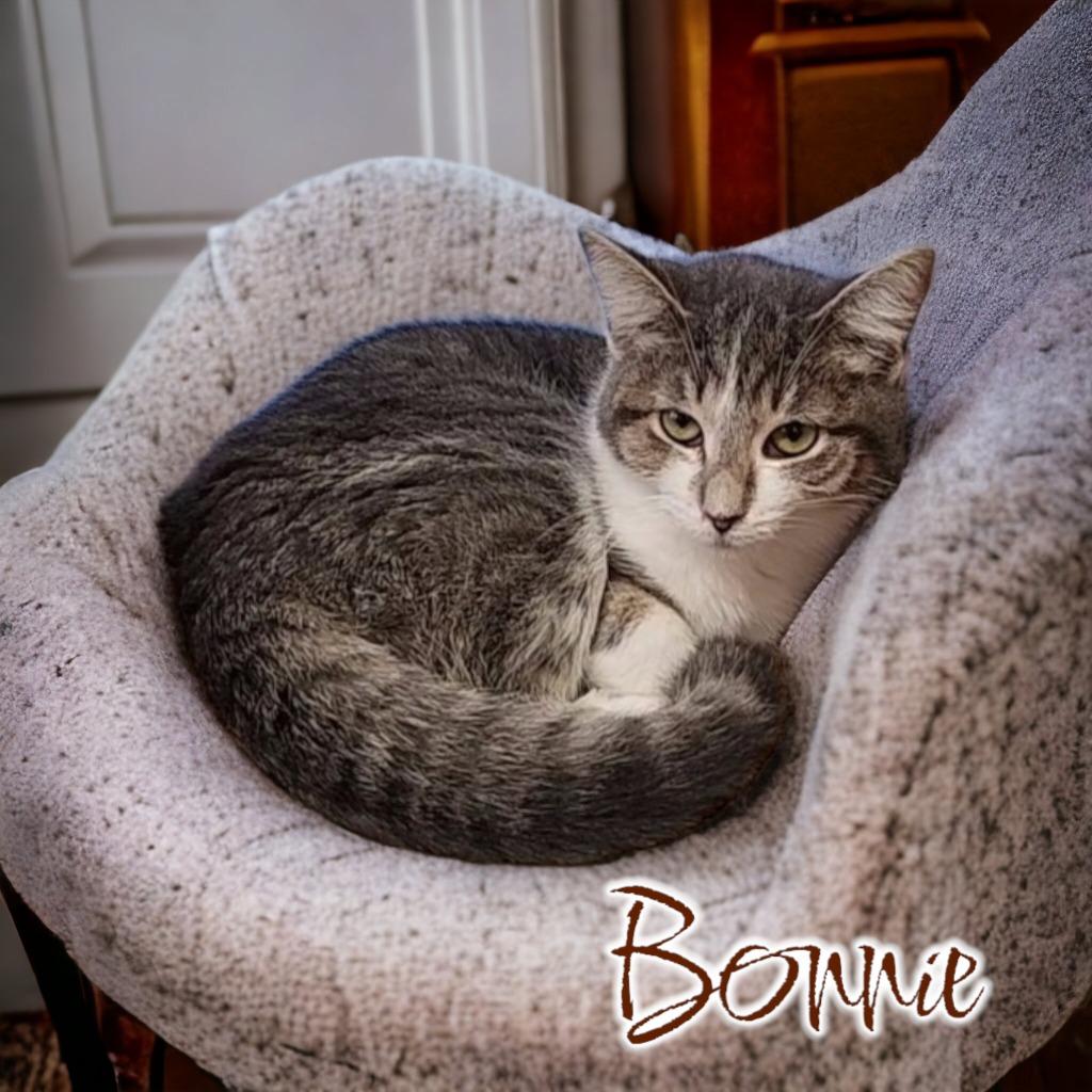 Enlarge Bonnie, a Adoptable mixed breed in Port Clinton, OH image 3/6