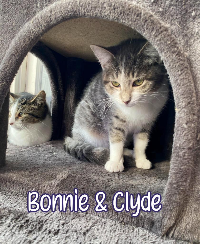 Enlarge Bonnie, a Adoptable mixed breed in Port Clinton, OH image 4/6