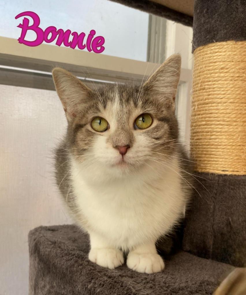 Enlarge Bonnie, a Adoptable mixed breed in Port Clinton, OH image 6/6