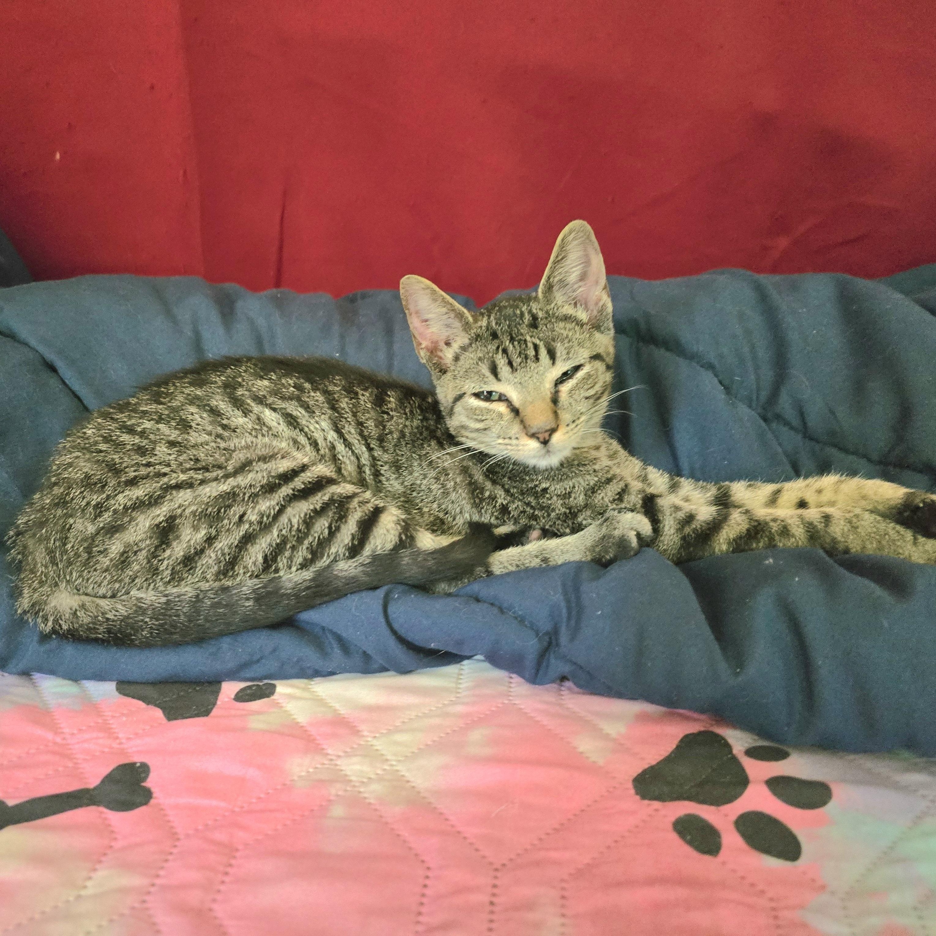 LOTTIE, a Adoptable mixed breed in Fletcher, OK image 3/5