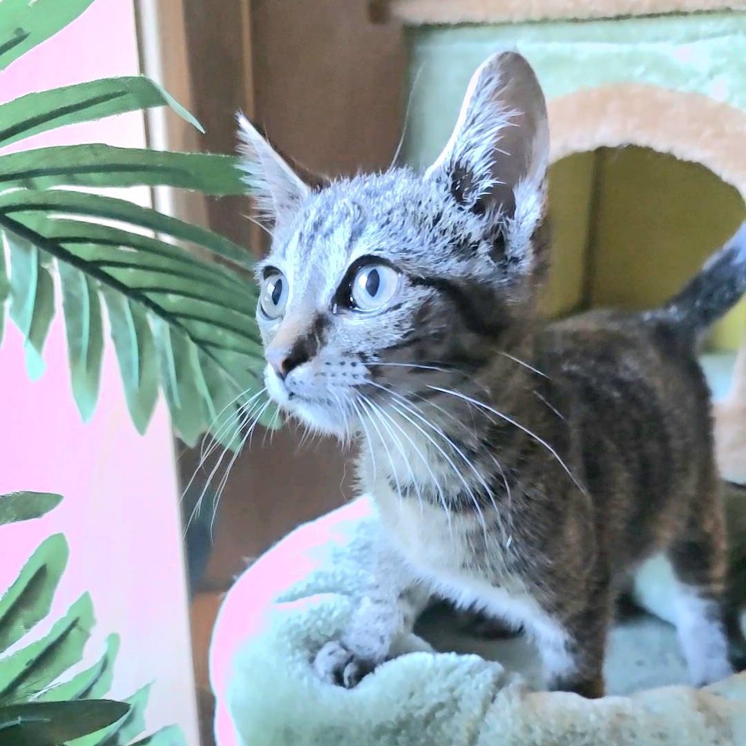 LOTTIE, Adoptable, Kitten Female Tabby & Manx.