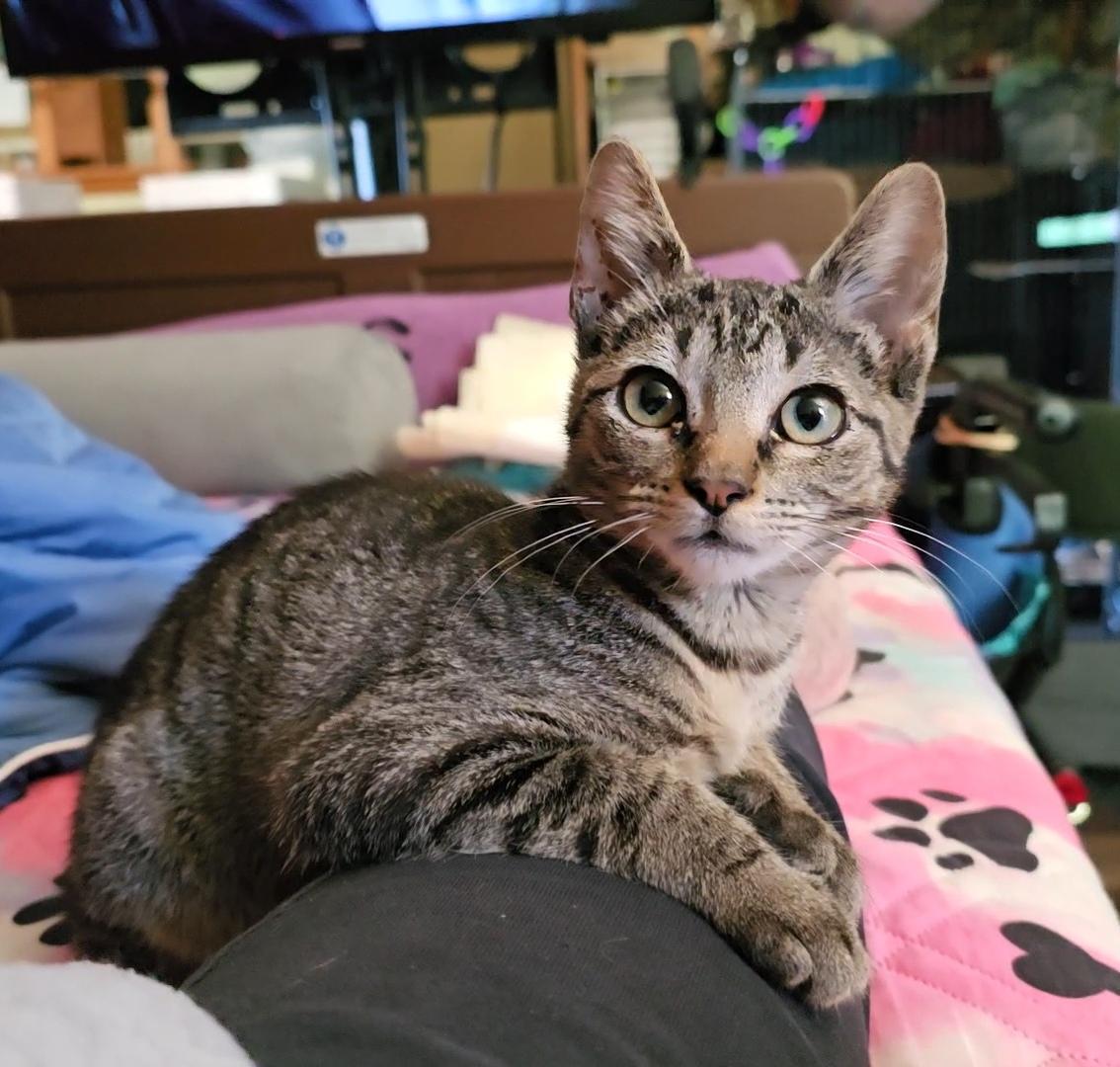 LOTTIE, Adoptable, Kitten Female Tabby & Manx.