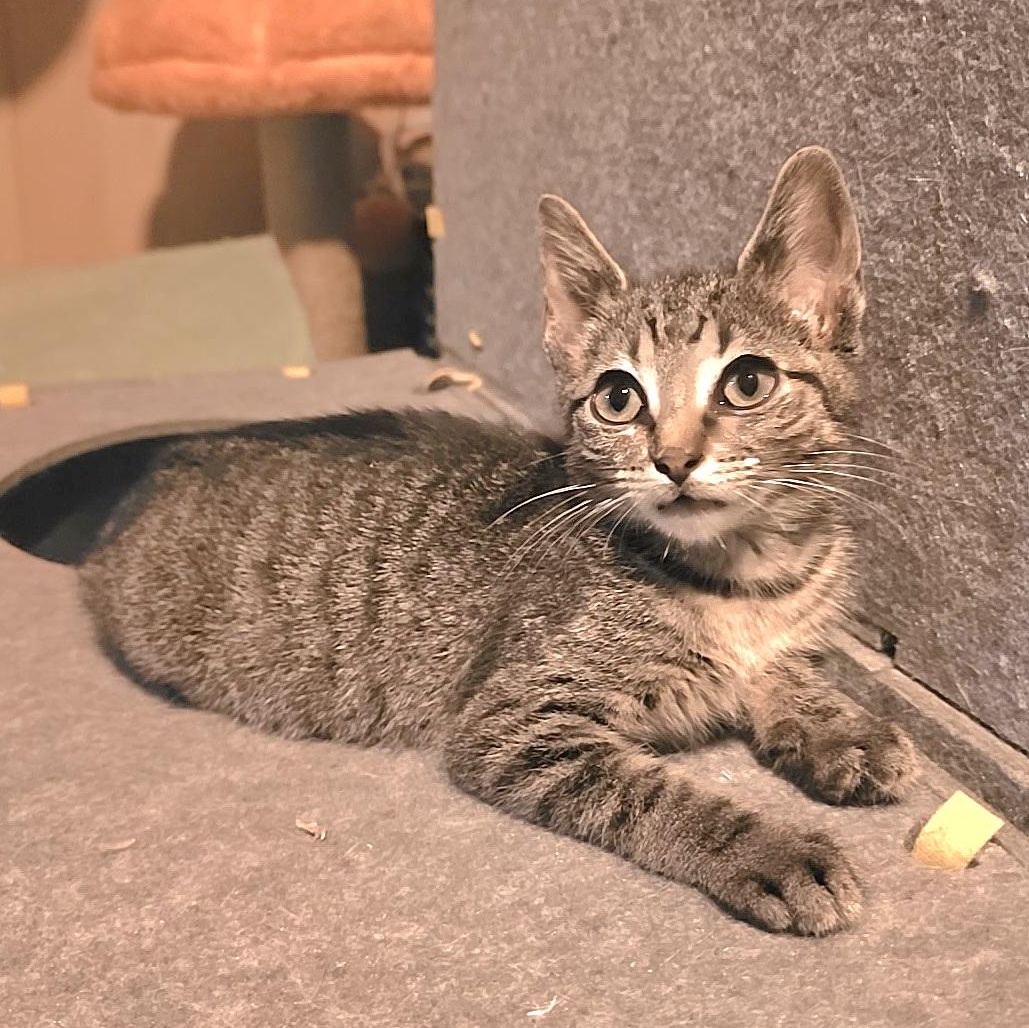 LOTTIE, Adoptable, Kitten Female Tabby & Manx.
