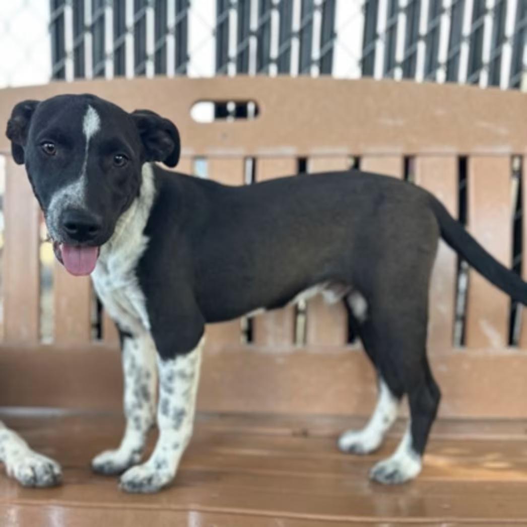 Blake, Adoptable, Young Male Catahoula Leopard Dog.