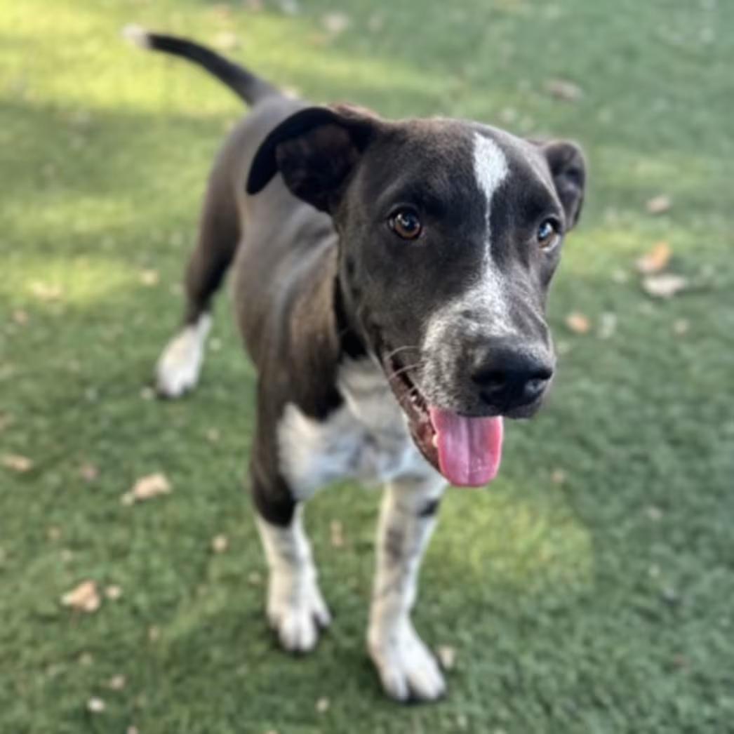 Enlarge Blake, a Adoptable mixed breed in Red Bluff, CA image 2/4