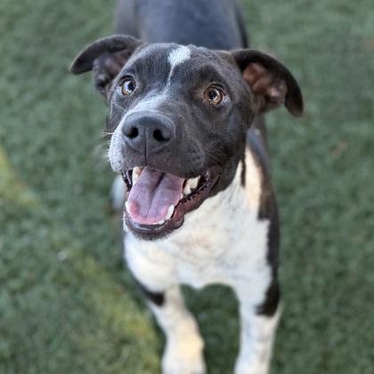 Blake, Adoptable, Young Male Terrier & Border Collie.