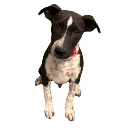 Enlarge Blake, a Adoptable mixed breed in Red Bluff, CA image 4/4