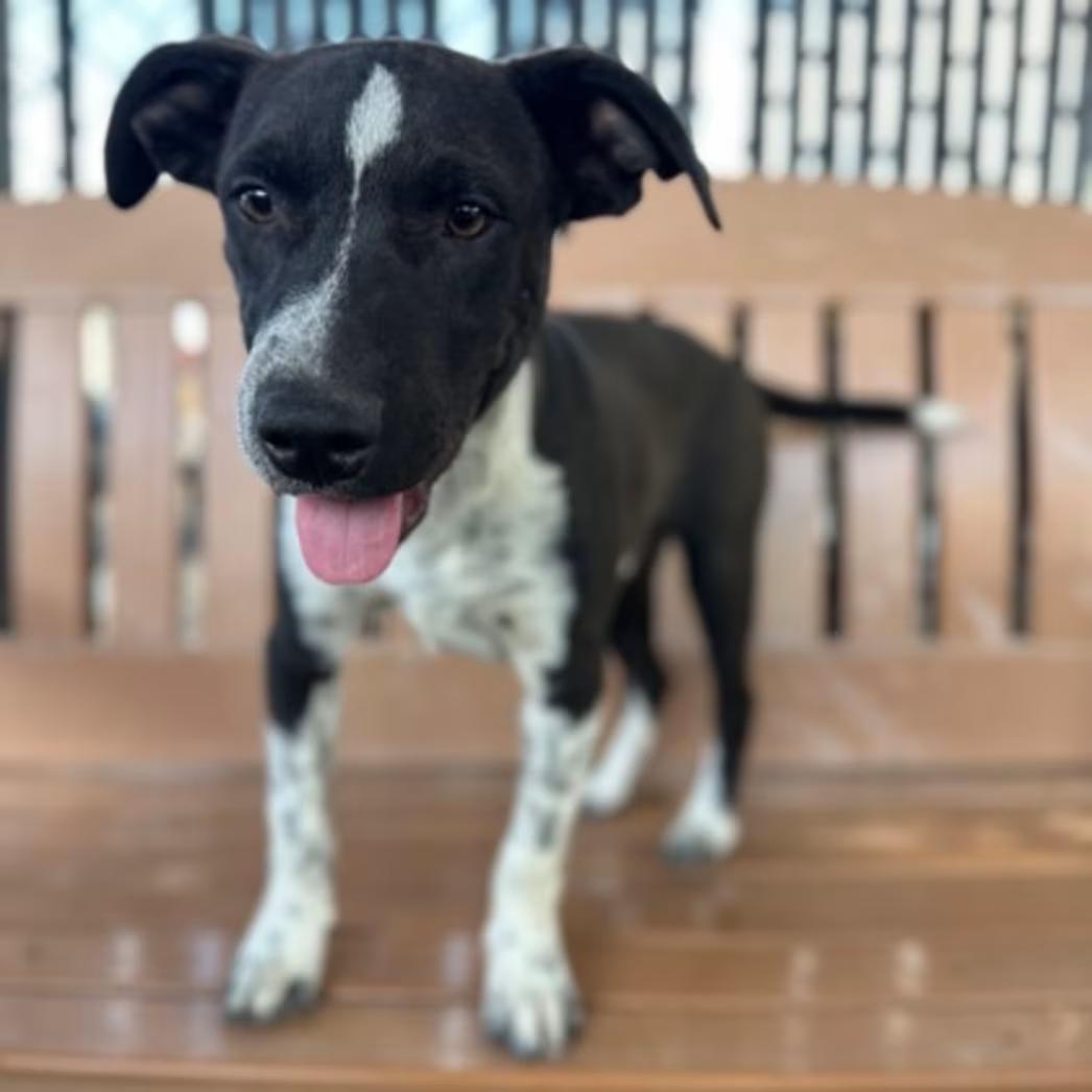 Enlarge Blake, a Adoptable mixed breed in Red Bluff, CA image 3/4