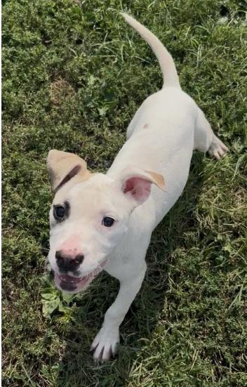 Meg, Adoptable, Young Female Boxer & Pit Bull Terrier.