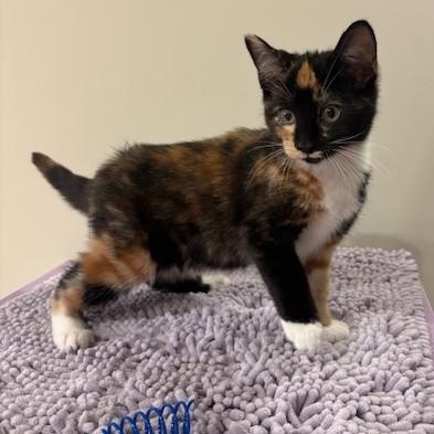 Enlarge Cookie, an adopted Domestic Short Hair in west Warwick, RI image 1/1