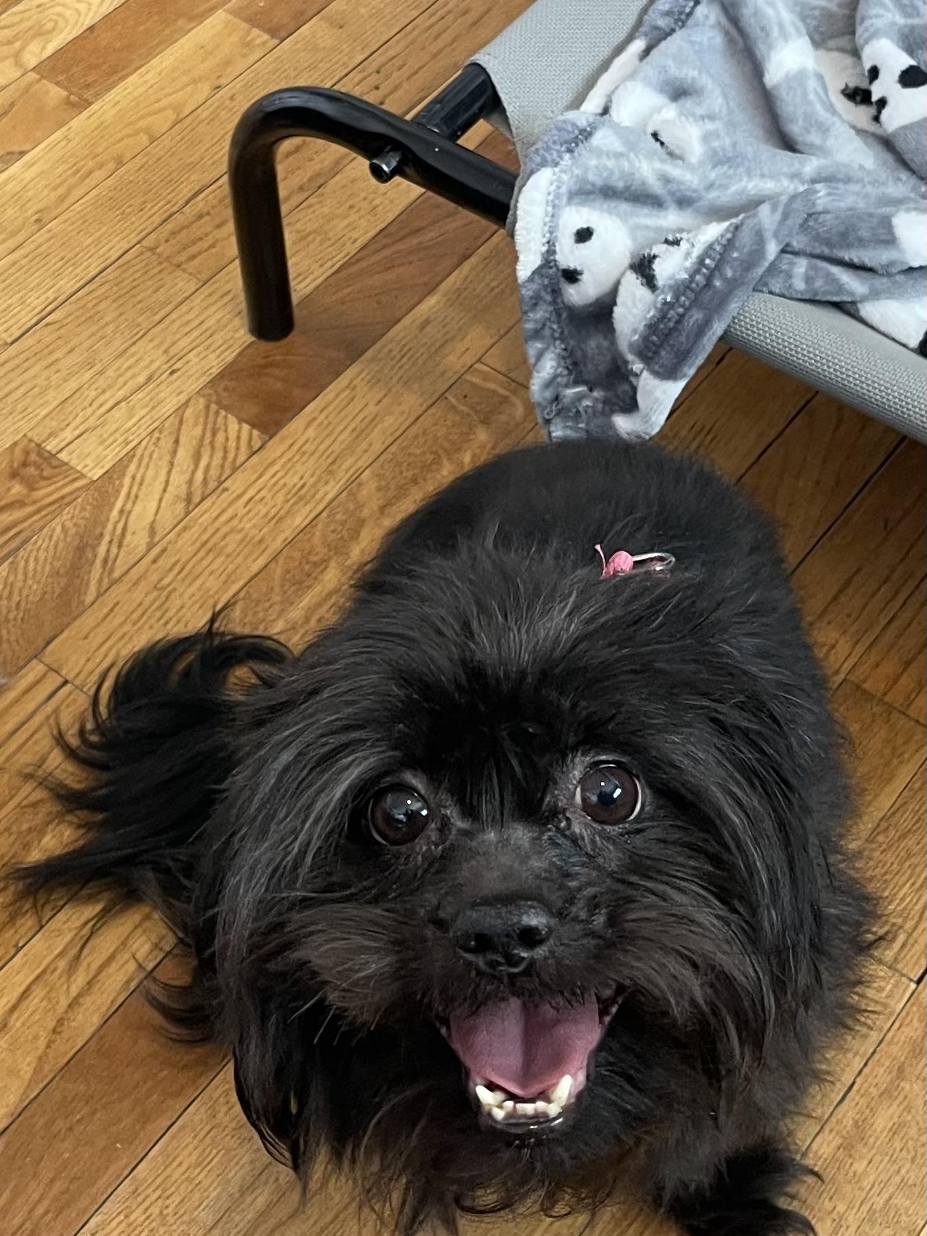 Enlarge Gary, a ADOPTABLE Shih Tzu in Salt Lake City, UT image 3/4