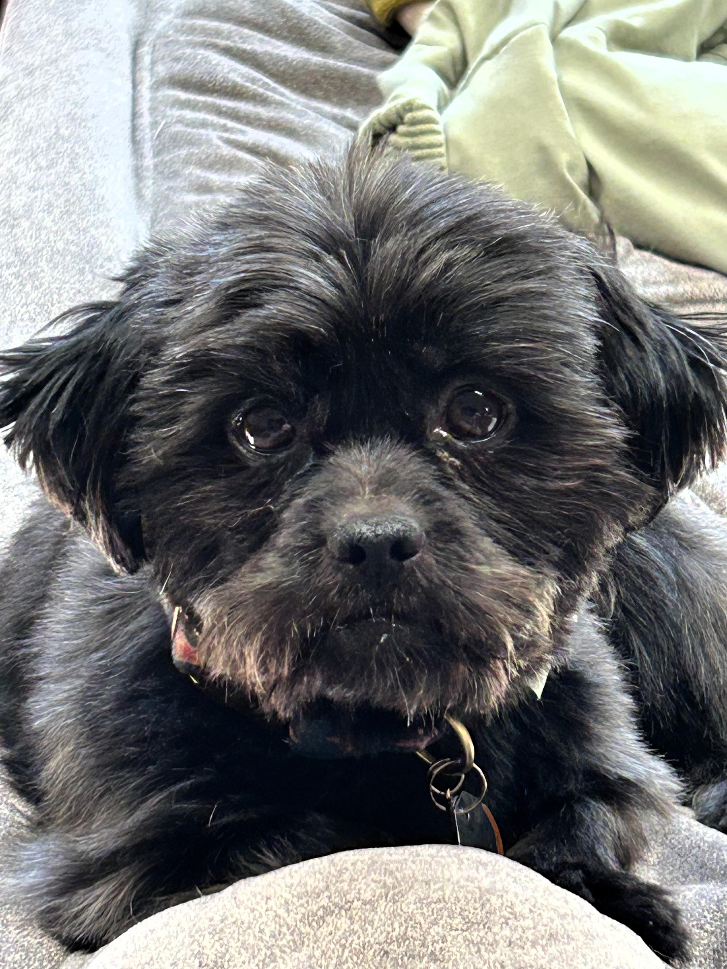Enlarge Gary, a ADOPTABLE Shih Tzu in Salt Lake City, UT image 2/4