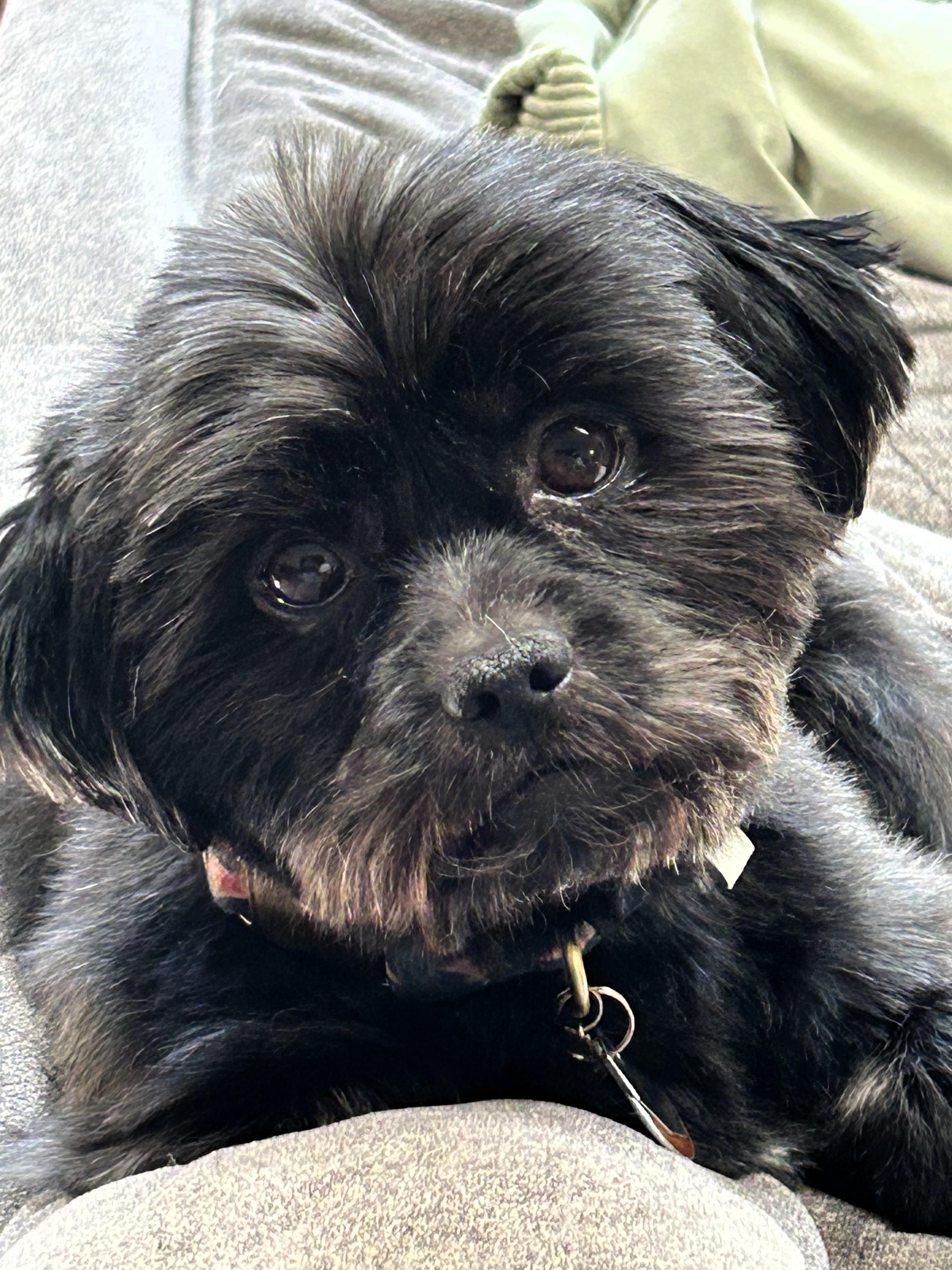 Enlarge Gary, a ADOPTABLE Shih Tzu in Salt Lake City, UT image 4/4