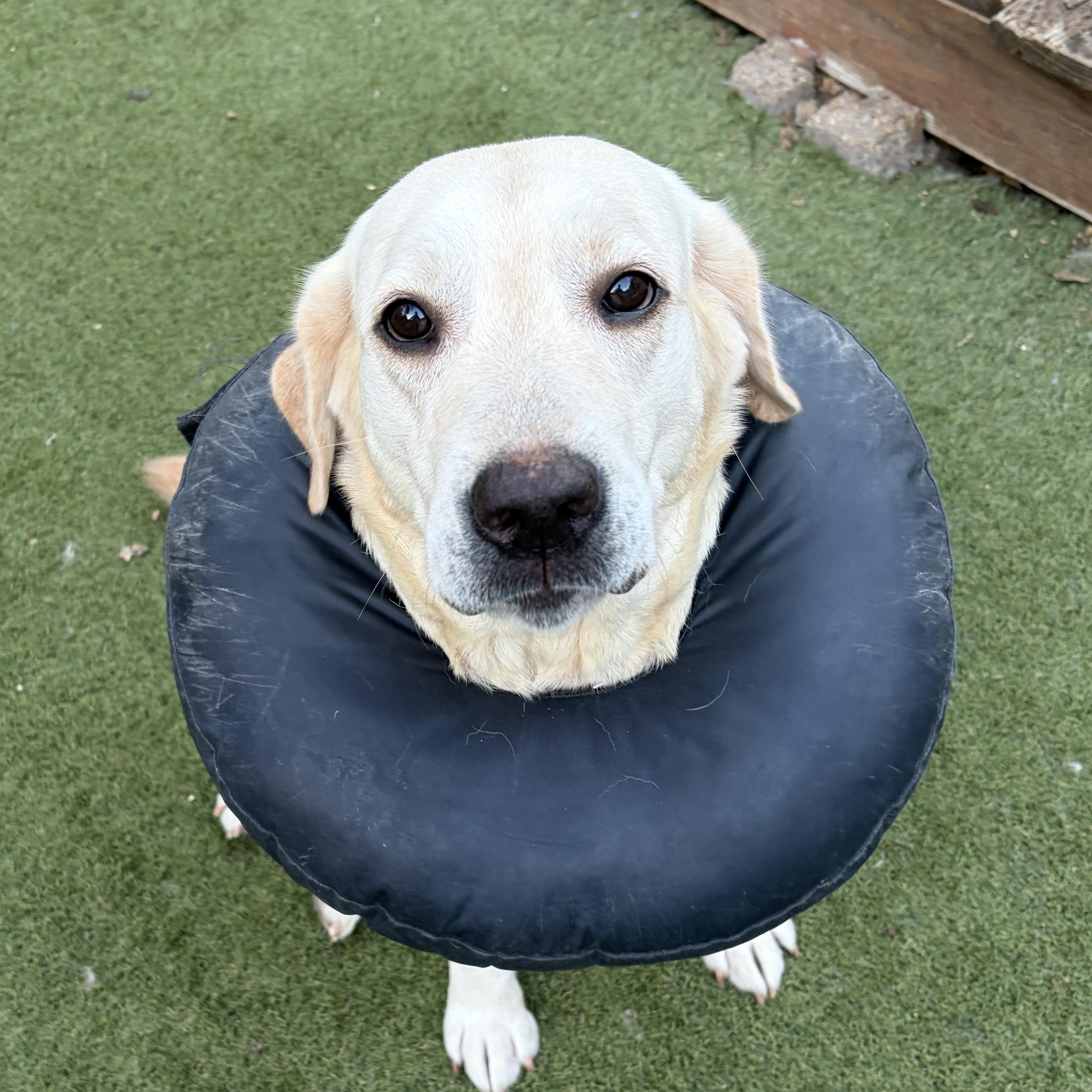 Meet Piper: A Gentle Soul Who’s Ready to Love You Forever