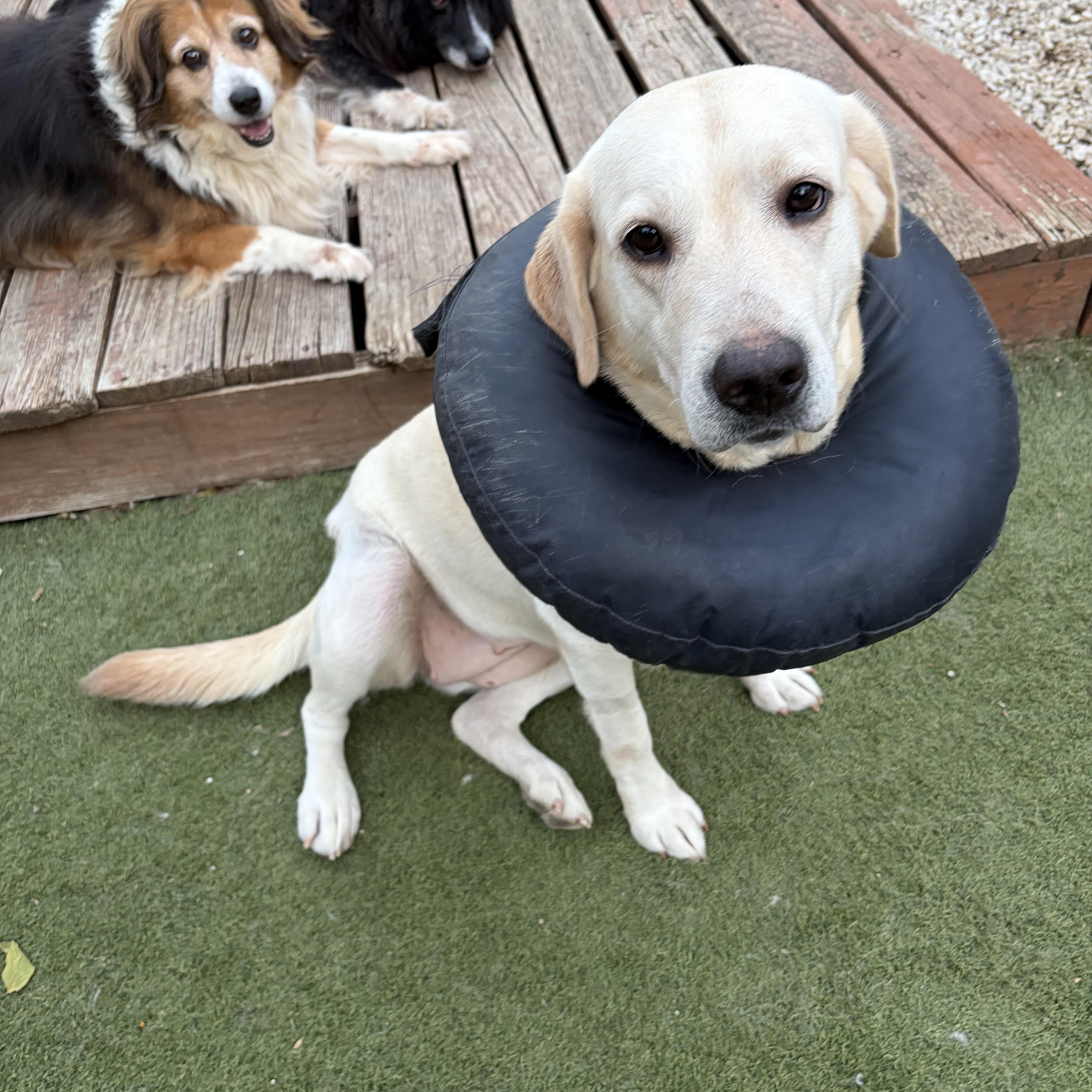 Meet Piper: A Gentle Soul Who’s Ready to Love You Forever