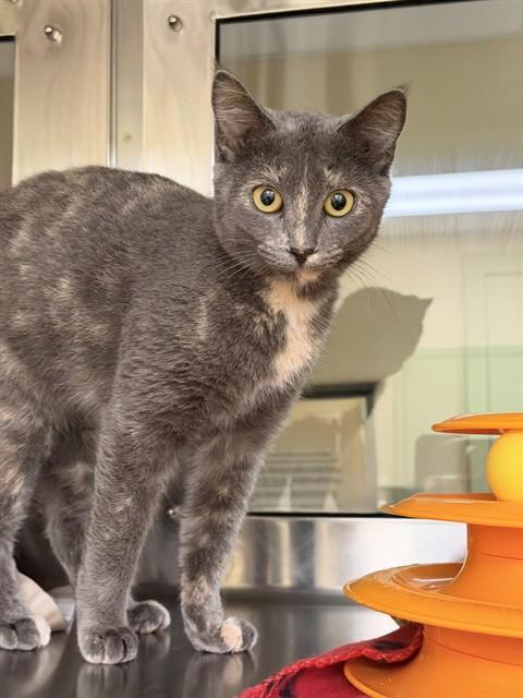 LIBBY, Adoptable, Young Female Domestic Short Hair.