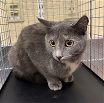 Enlarge LIBBY, a Adoptable Domestic Short Hair in Fort Myers, FL image 1/1