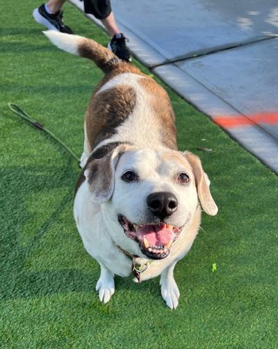 Enlarge JJ, a ADOPTABLE mixed breed in Long Beach, NY image 1/4